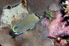 Chaetodon guttatissimus