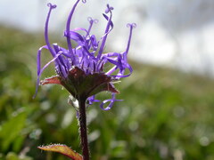 Phyteuma sieberi