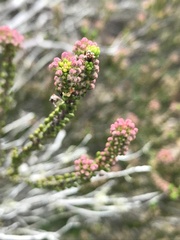 Erica curtophylla