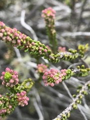 Erica curtophylla