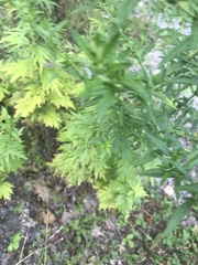 Artemisia vulgaris