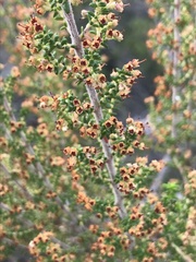 Erica arenaria