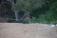 Notamacropus eugenii decres