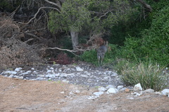 Notamacropus eugenii decres