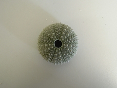Heliocidaris crassispina