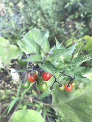 Solanum dulcamara