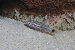 Cheilodipterus artus