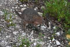 Notamacropus eugenii decres