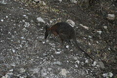 Notamacropus eugenii decres