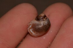 Echinolittorina australis