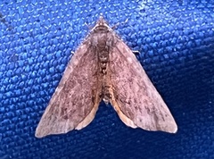 Mellilla xanthometata