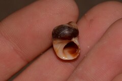 Echinolittorina australis