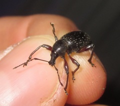 Otiorhynchus clavipes