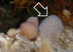 Clavelinidae