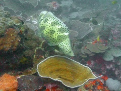 Chromileptes altivelis