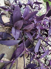 Tradescantia pallida