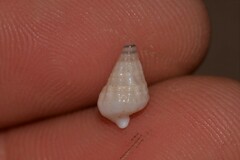 Rhinoclavis bituberculata