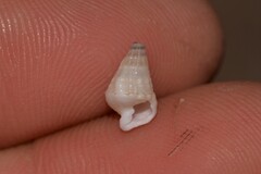 Rhinoclavis bituberculata