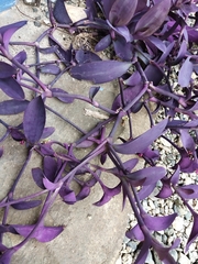 Tradescantia pallida