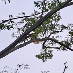 Centropus sinensis