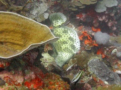 Chromileptes altivelis