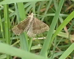 Scotopteryx chenopodiata