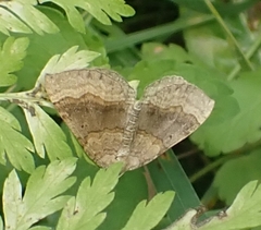 Scotopteryx chenopodiata