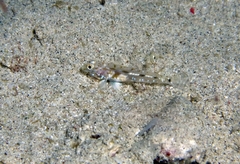 Fusigobius