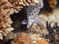 Chromileptes altivelis