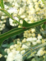 Acacia alata alata
