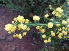 Acacia alata alata
