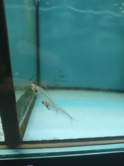 Kryptopterus vitreolus