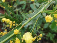 Acacia alata alata