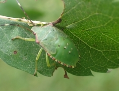 Acanthosoma haemorrhoidale
