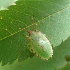Acanthosoma haemorrhoidale