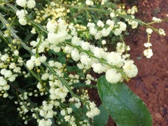 Acacia alata alata