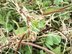 Mimosa pudica