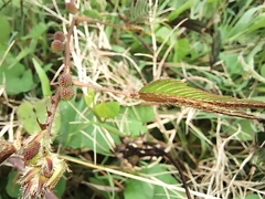 Mimosa pudica