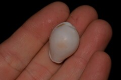 Erronea subviridis