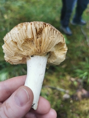 Russula integra