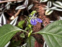 Rungia taiwanensis