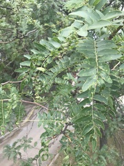 Gleditsia triacanthos