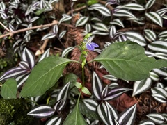 Rungia taiwanensis