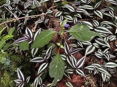 Rungia taiwanensis