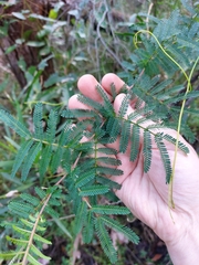 Acacia jonesii