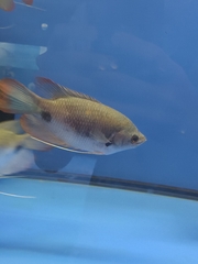 Osphronemus laticlavius