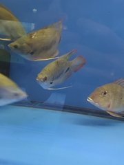 Osphronemus laticlavius