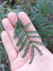 Acacia jonesii