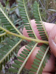 Acacia jonesii