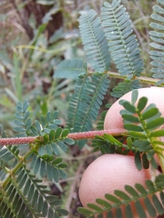 Acacia jonesii